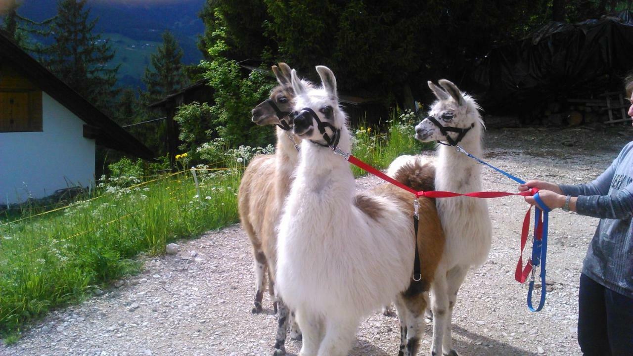 Soroea Séjour à la ferme *